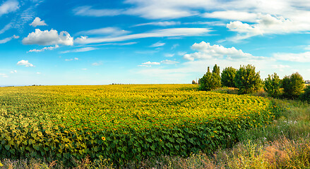 Image showing Sunflower in the evening