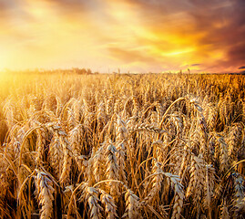 Image showing Beautiful wheat field