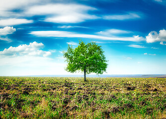 Image showing Meadow with big tree