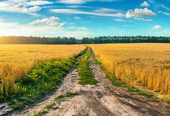 Image showing Road through field with wheat