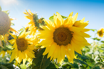 Image showing Sunflowers against a blue sky