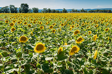 Image showing Blooming sunflowers field in France, Europe