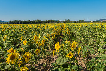 Image showing Blooming sunflowers field in France, Europe