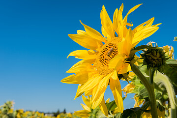 Image showing Sunflower against a blue sky with bee