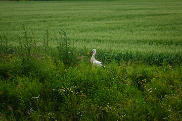 Image showing Stork standing on grass field