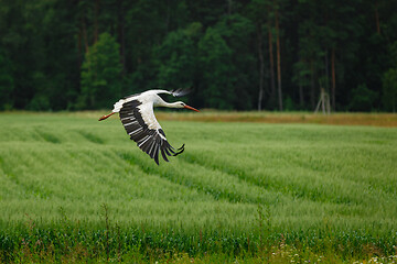 Image showing Stork flying on grass field