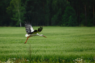 Image showing Stork flying on grass field