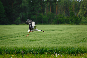 Image showing Stork flying on grass field