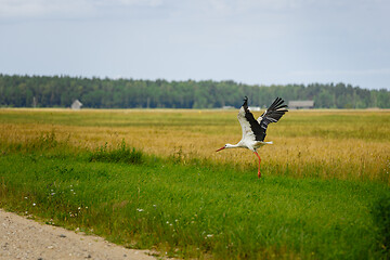 Image showing Stork flying on grass field