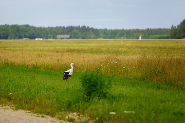 Image showing Stork standing on grass field