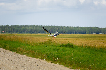 Image showing Stork flying on grass field