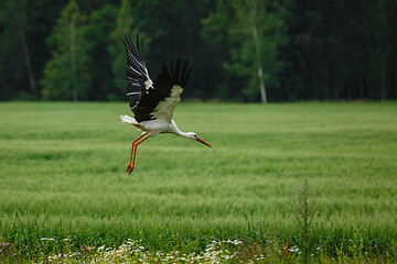 Image showing Stork flying on grass field