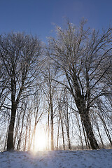 Image showing Trees on the hill