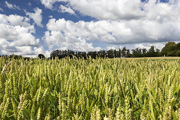 Image showing Green wheat