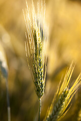 Image showing golden wheat close up