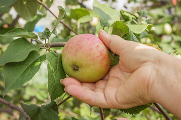 Image showing Apple on a branch and arm of an elderly woman