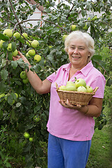 Image showing Cheerful elderly woman collecting apples in the garden