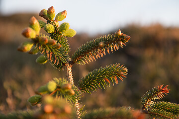 Image showing Autumn Colours