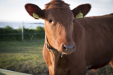 Image showing Cow