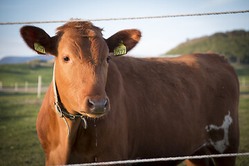 Image showing Cow