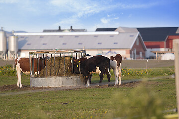 Image showing Thirsty Cows