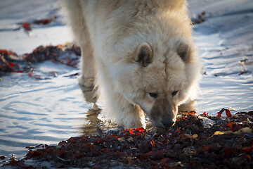 Image showing Eurasier