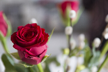 Image showing Red Roses