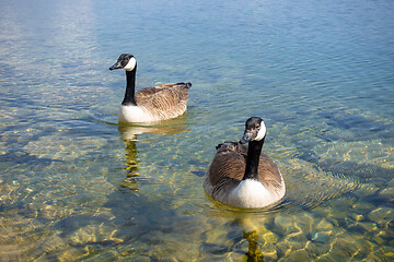 Image showing canadian geese at Tutzing Starnberg lake Germany