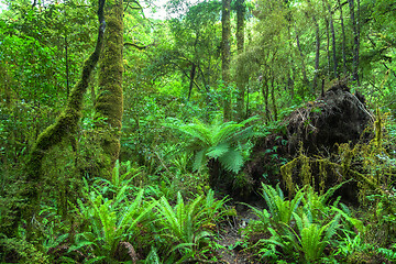 Image showing Jungle New Zealand