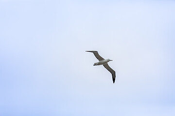 Image showing Albatross bird in the sky