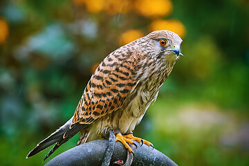 Image showing Common Kestrel (Falco Tinnunculus)