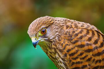 Image showing Common Kestrel (Falco Tinnunculus)