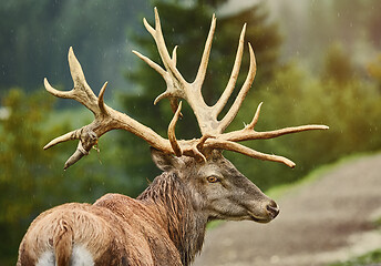 Image showing Red Deer Stag