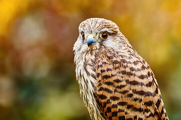 Image showing Common Kestrel (Falco Tinnunculus)