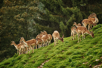 Image showing Deers near the Forest