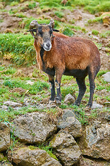 Image showing Ram on Stones