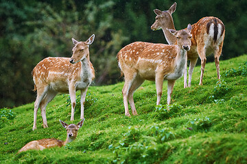 Image showing Deers on the Slope of a Hill