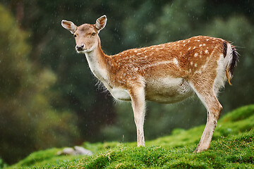 Image showing Deer at the Edge of the Forest