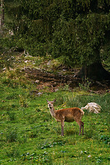 Image showing Deer in the Forest