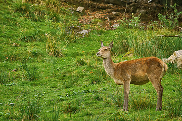 Image showing Deer in the Forest