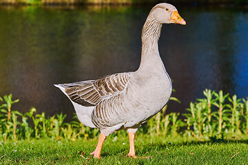 Image showing Grey Goose on the Grass