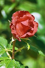 Image showing Red Rose Flower