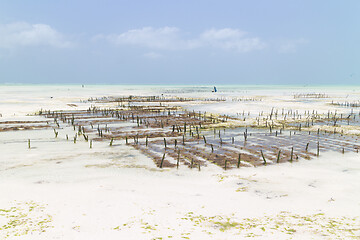 Image showing Rows of seaweed on a seaweed farm, Paje, Zanzibar island, Tanzania