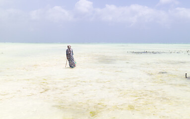 Image showing Rows of seaweed on a seaweed farm, Paje, Zanzibar island, Tanzania