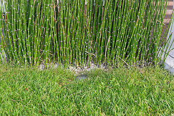 Image showing Bamboo Reed