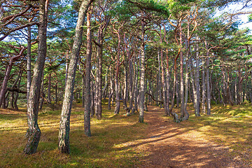 Image showing Hvaler Woods