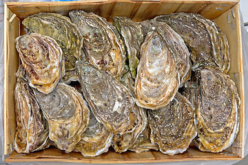 Image showing Oysters Wooden Crate