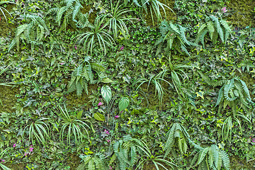 Image showing Artificial Wall Foliage