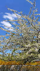 Image showing Beautiful flowers of spring trees