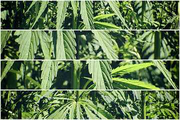 Image showing Abstract background with green foliage of cannabis plant 